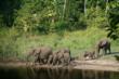 Young African Forest Elephants c The Aspinall Foundation